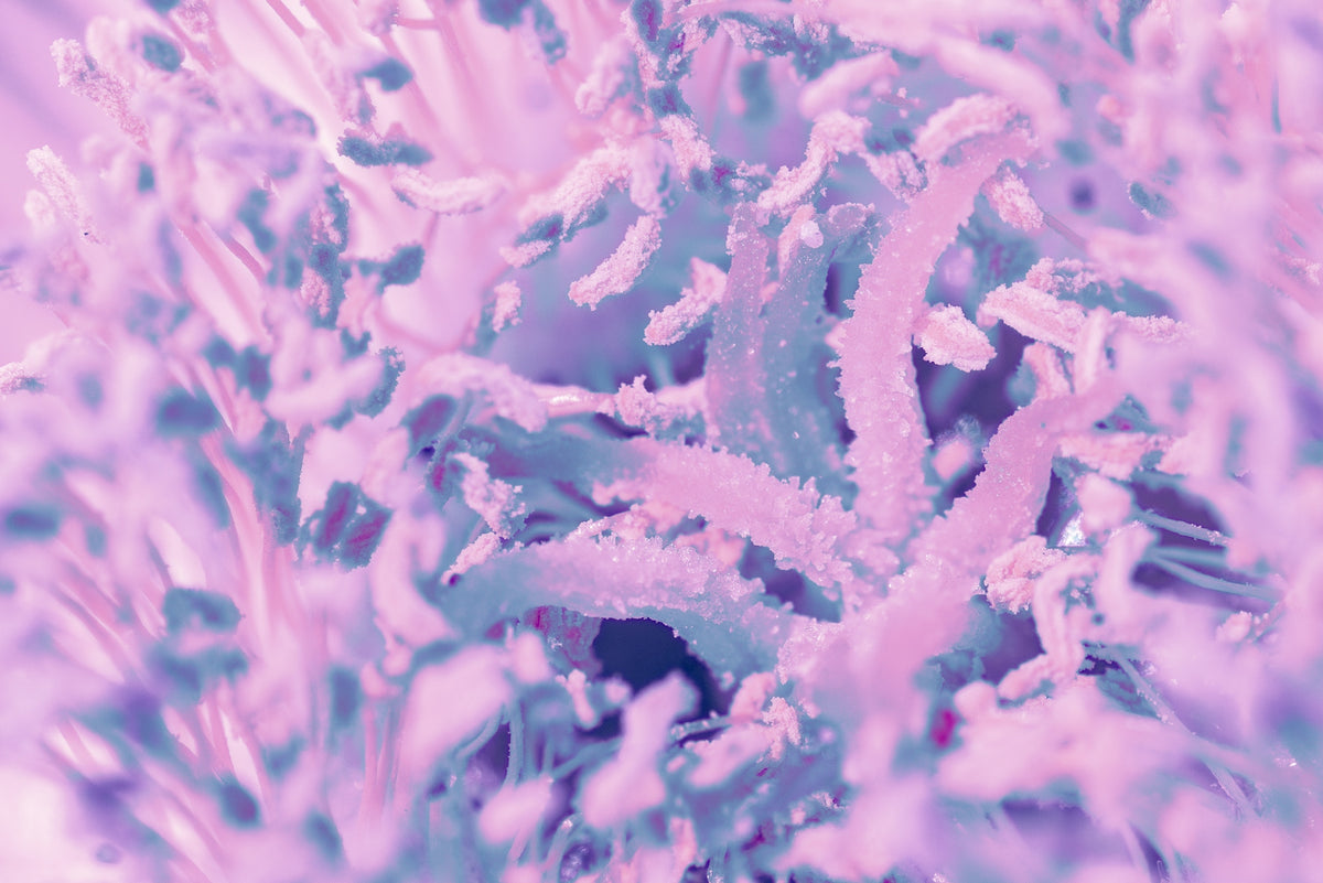 a close up of a pink and blue plant