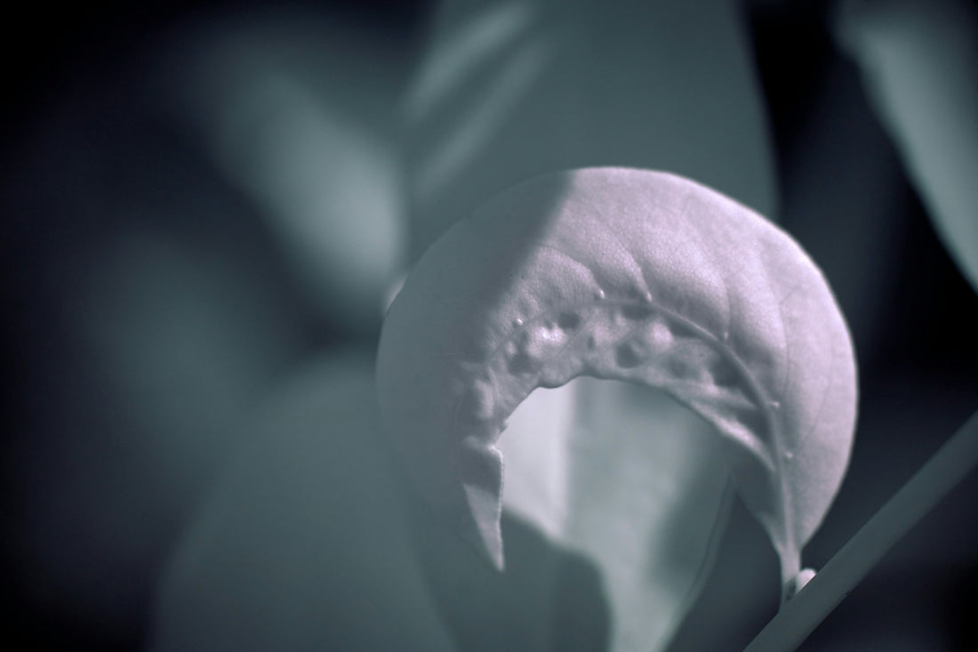 purple flower bud in close up photography