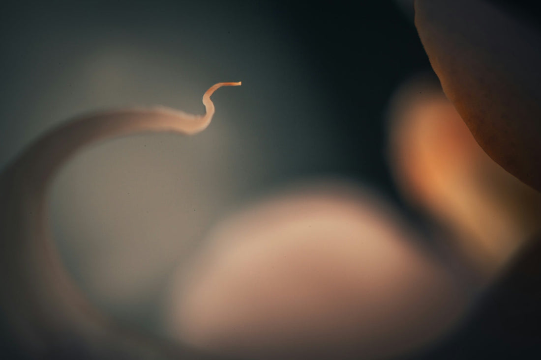 white plastic hook in close up photography