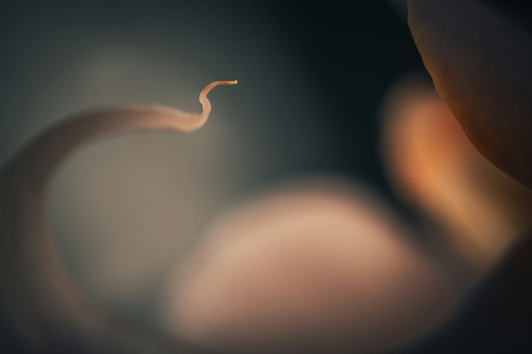 white plastic hook in close up photography