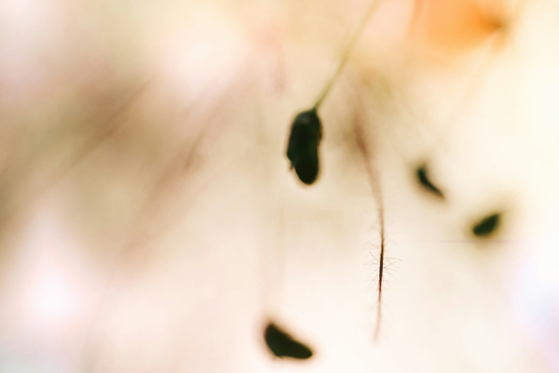 a blurry photo of a seed on a plant