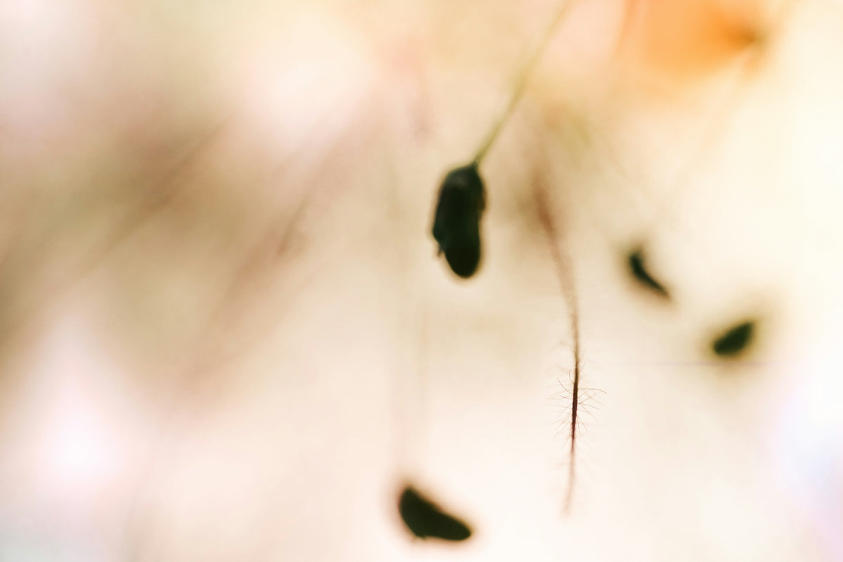 a blurry photo of a seed on a plant