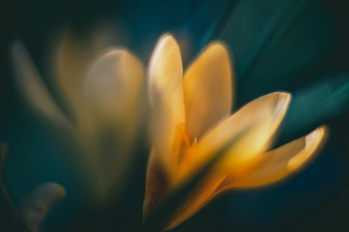 a close up of a flower with a blurry background