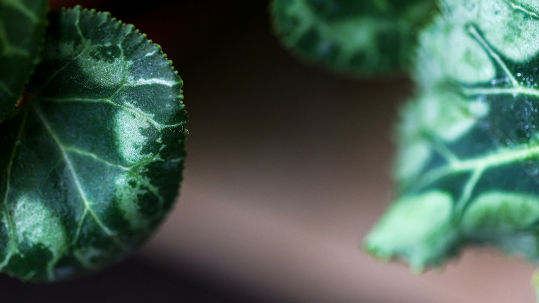 a close up of a green leafy plant