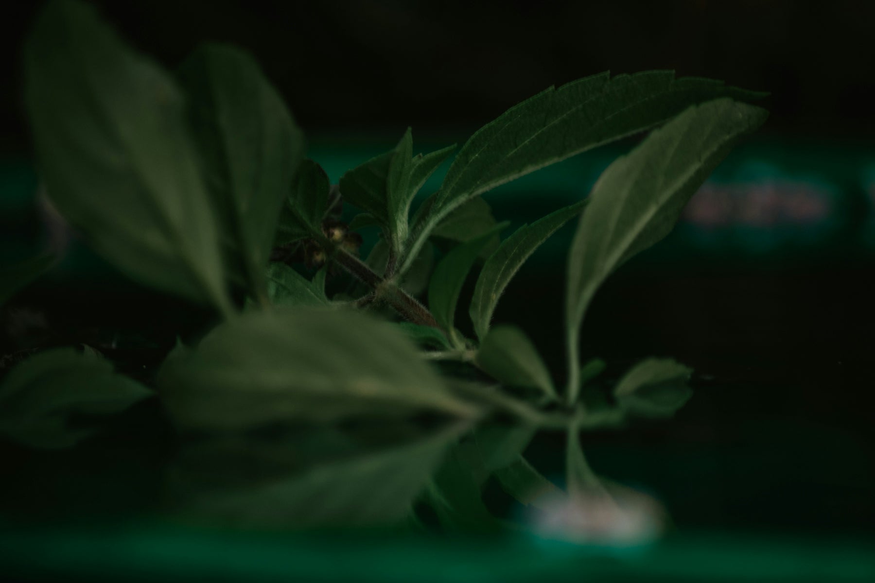 a close up of a leafy plant with a blurry background