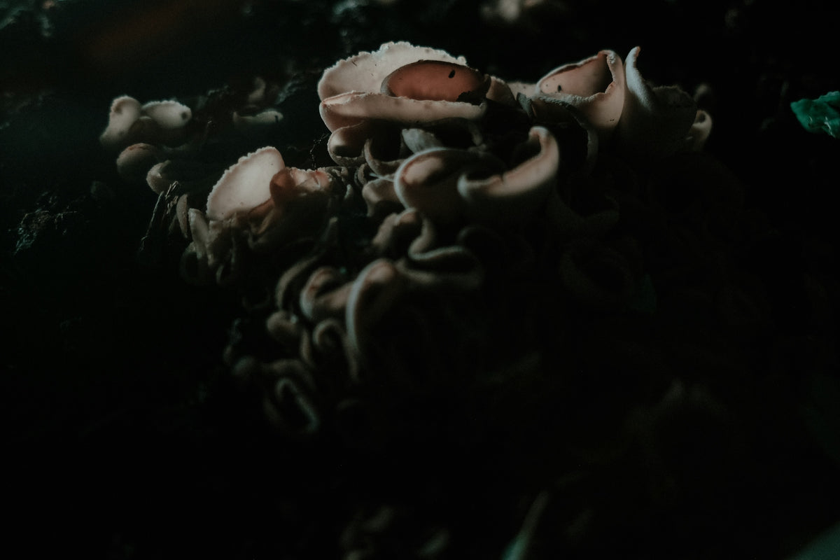 a group of mushrooms sitting on top of a table