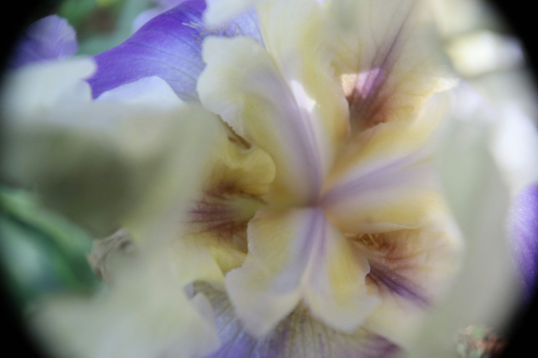 A close up of a purple and white flower