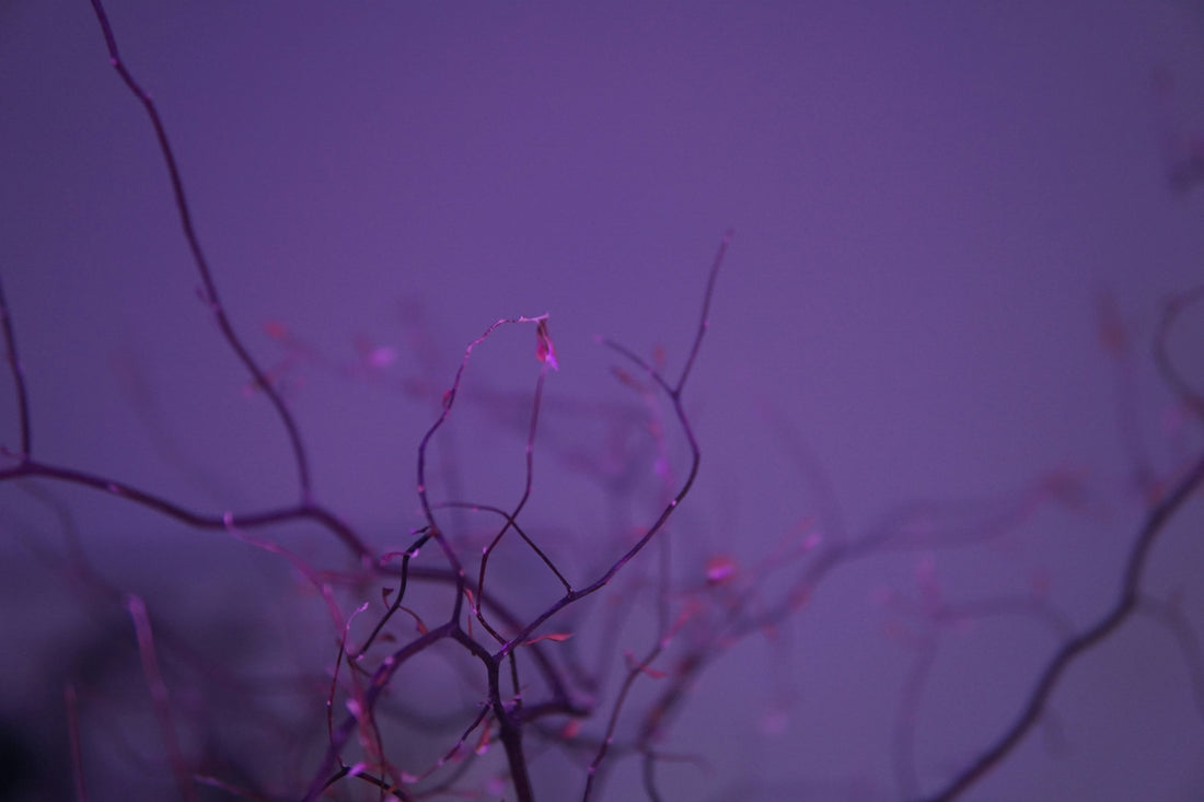 A blurry photo of a tree with no leaves