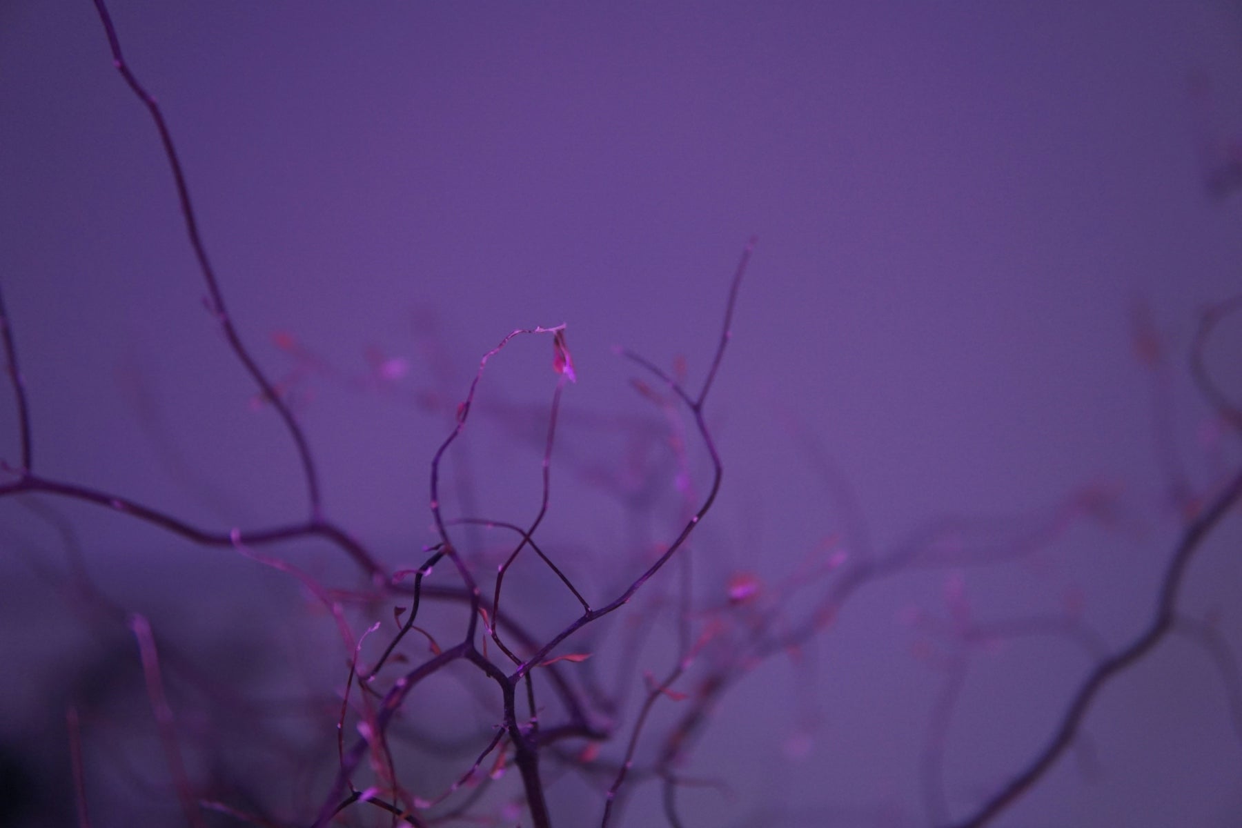 A blurry photo of a tree with no leaves