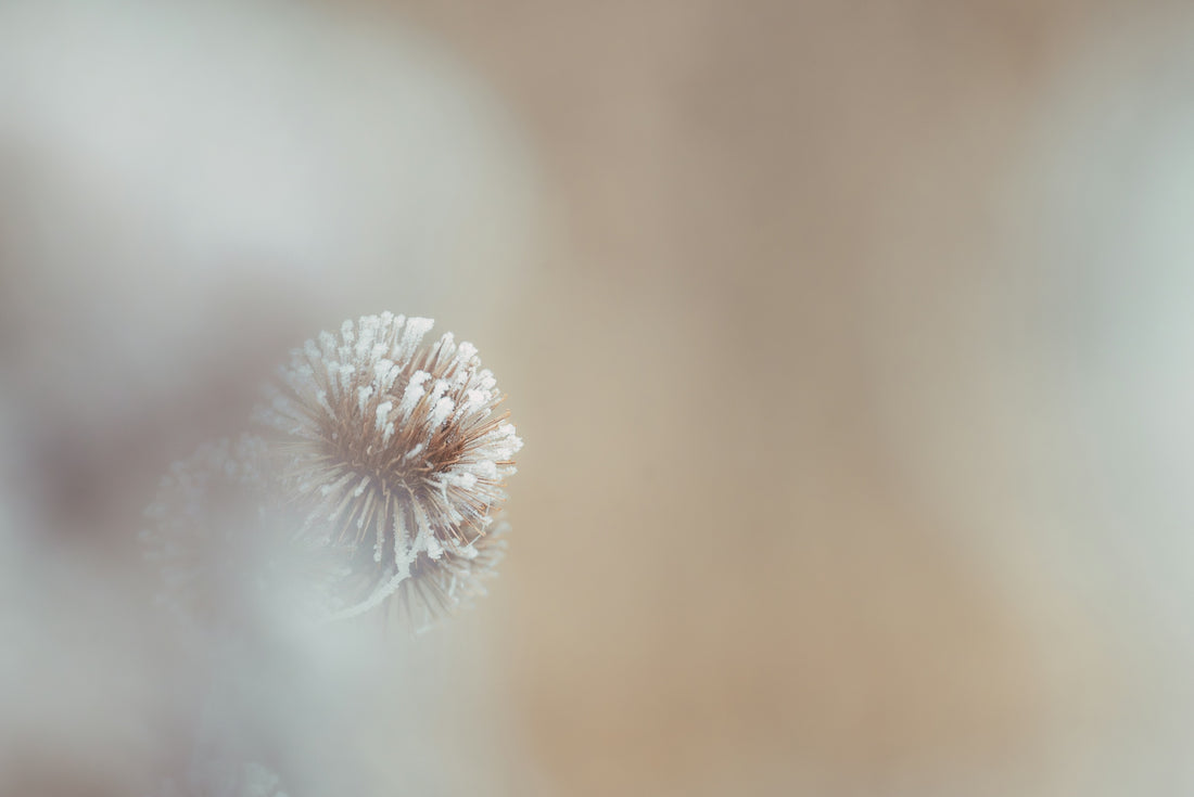 A blurry photo of a dandelion flower