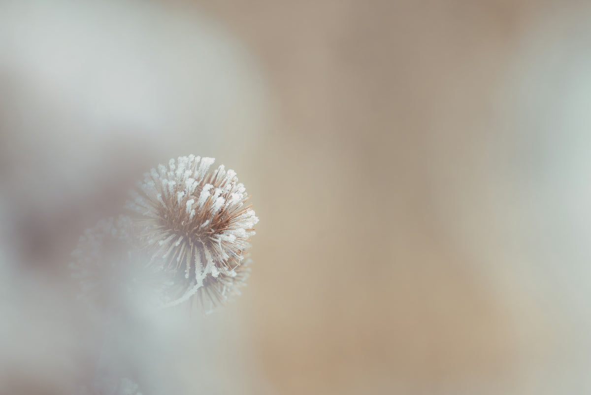 A blurry photo of a dandelion flower