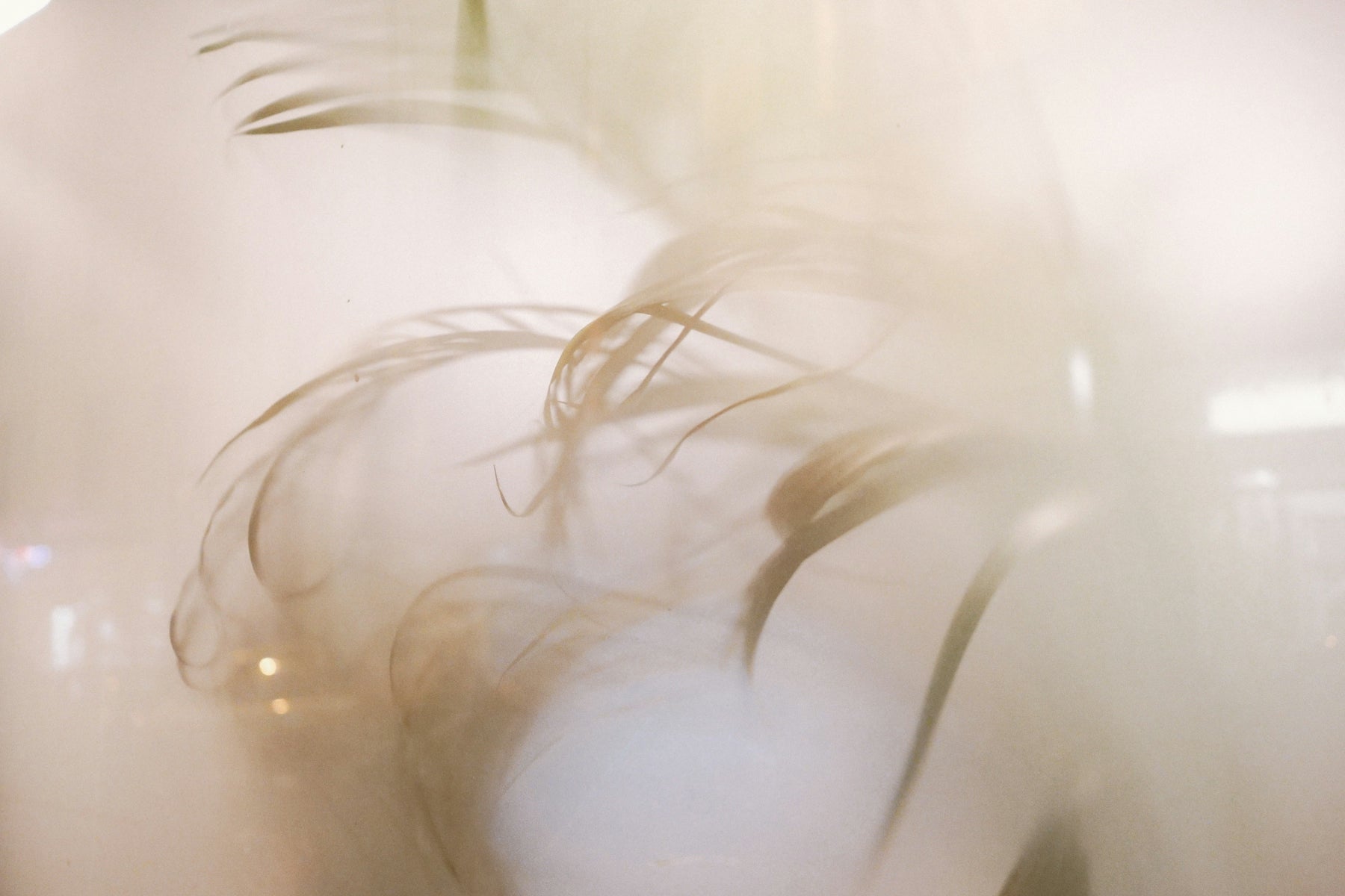 Soft, blurred image of plants or feathers.