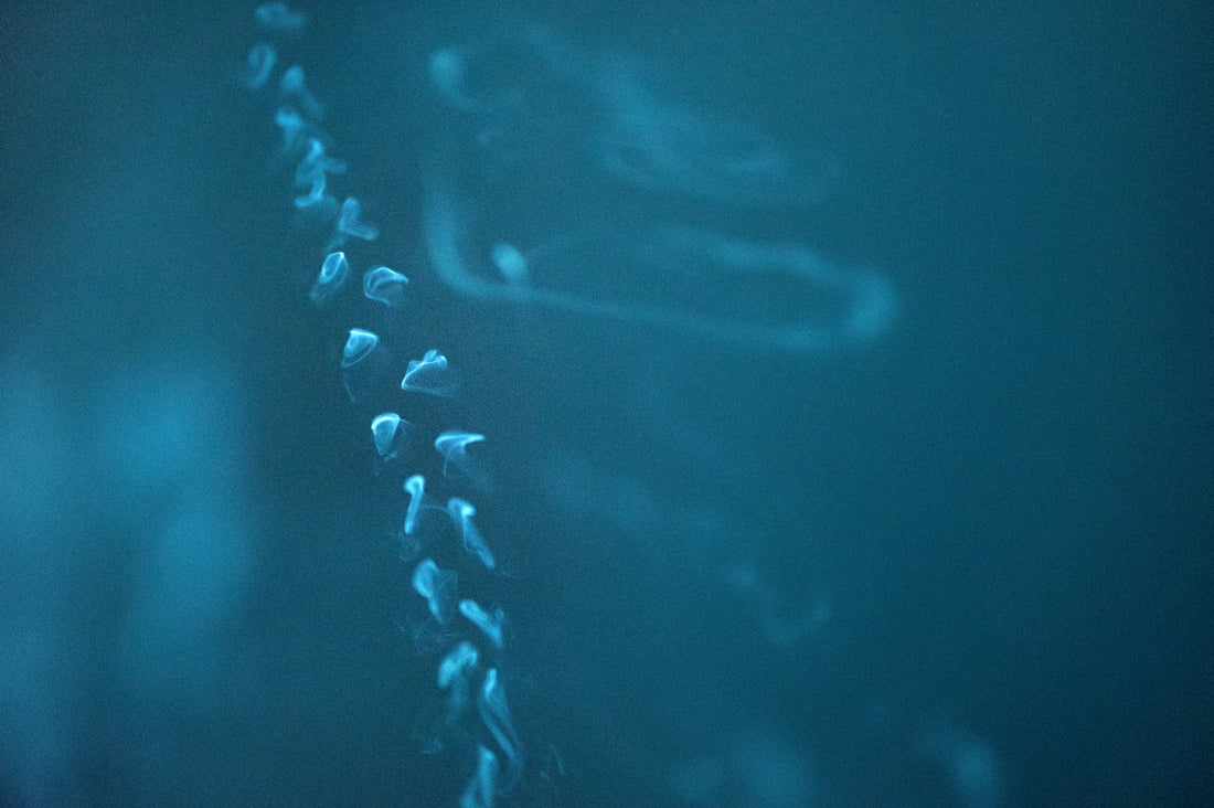 A chain of salps floats in the dark ocean.