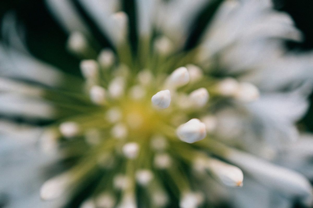 Close-up of a white flower's center
