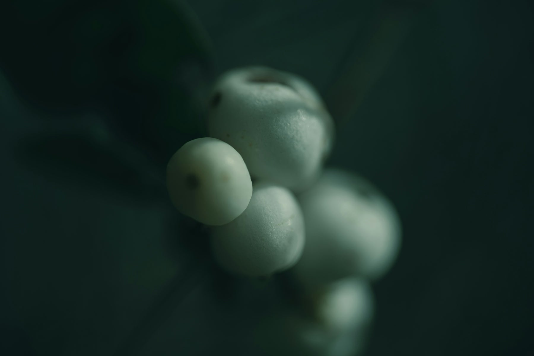 Close-up of white berries on a dark background