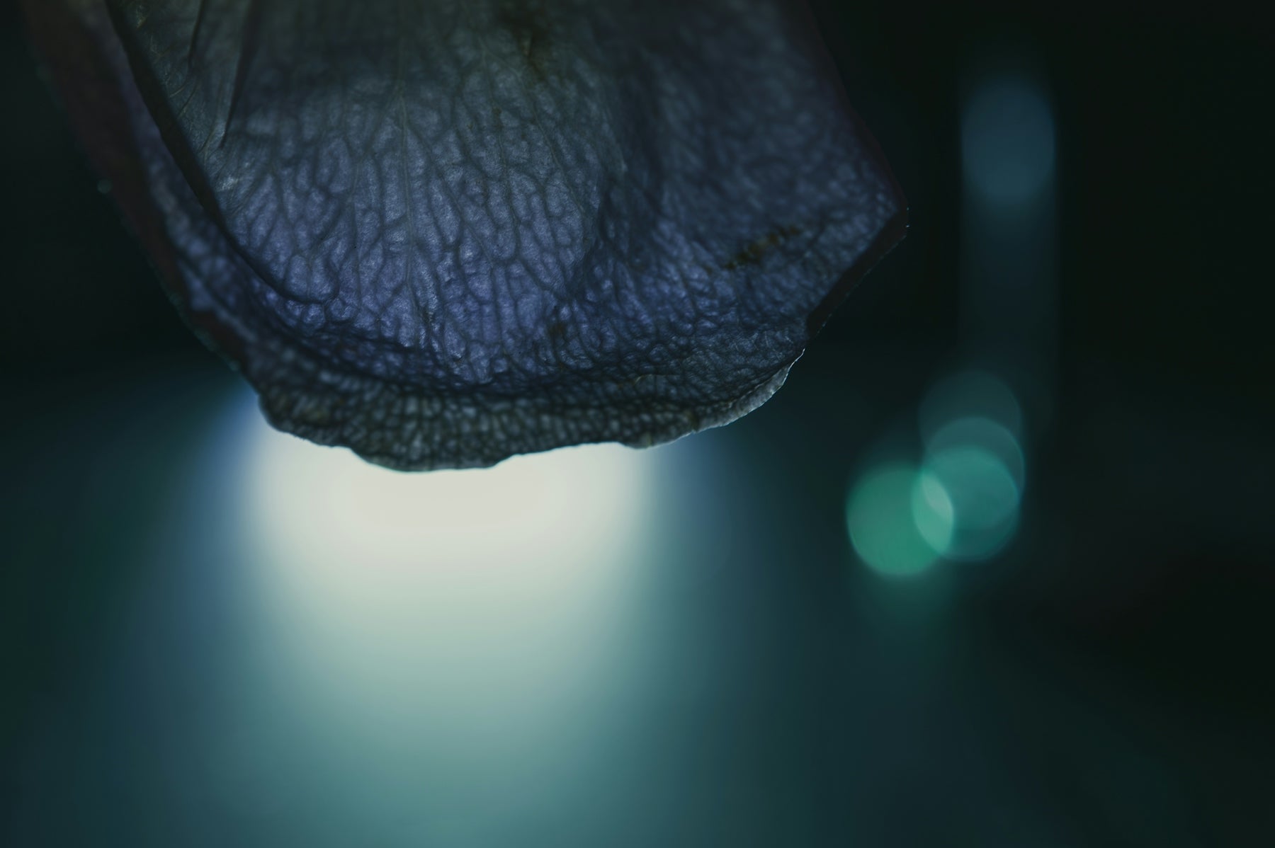 Close-up of a dark, textured plant petal with bokeh lights