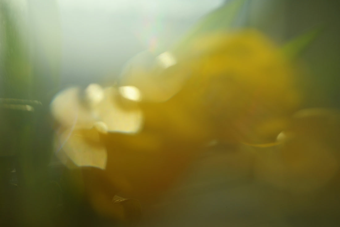 Soft focus yellow flower with green leaves