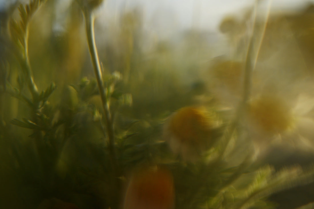 Blurred yellow flowers and green plants in soft focus.