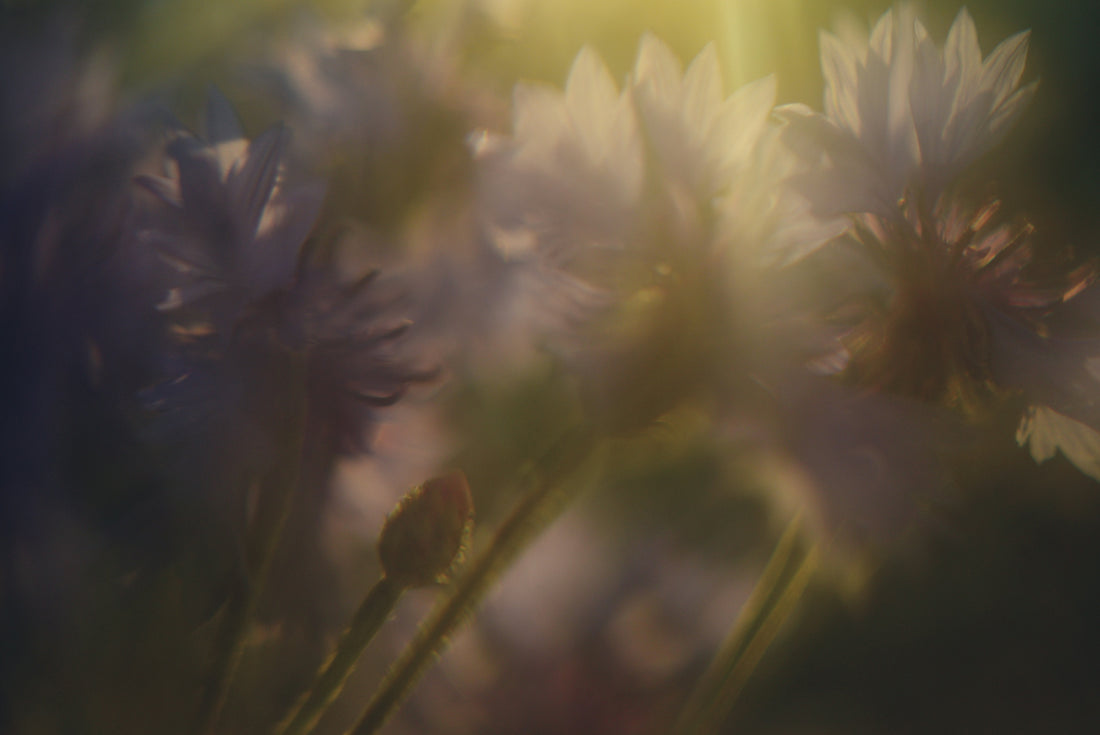 Softly lit, dreamy cornflowers with a bud in a garden.