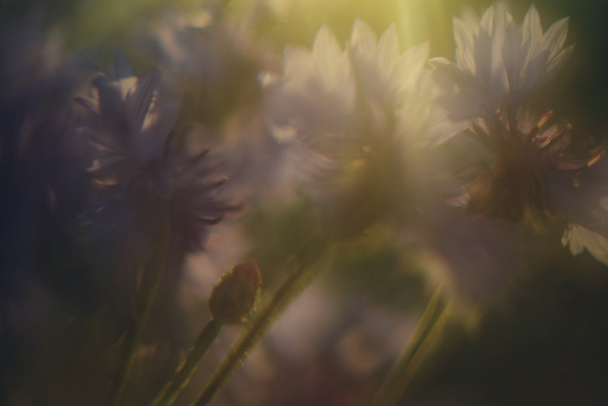 Softly lit, dreamy cornflowers with a bud in a garden.