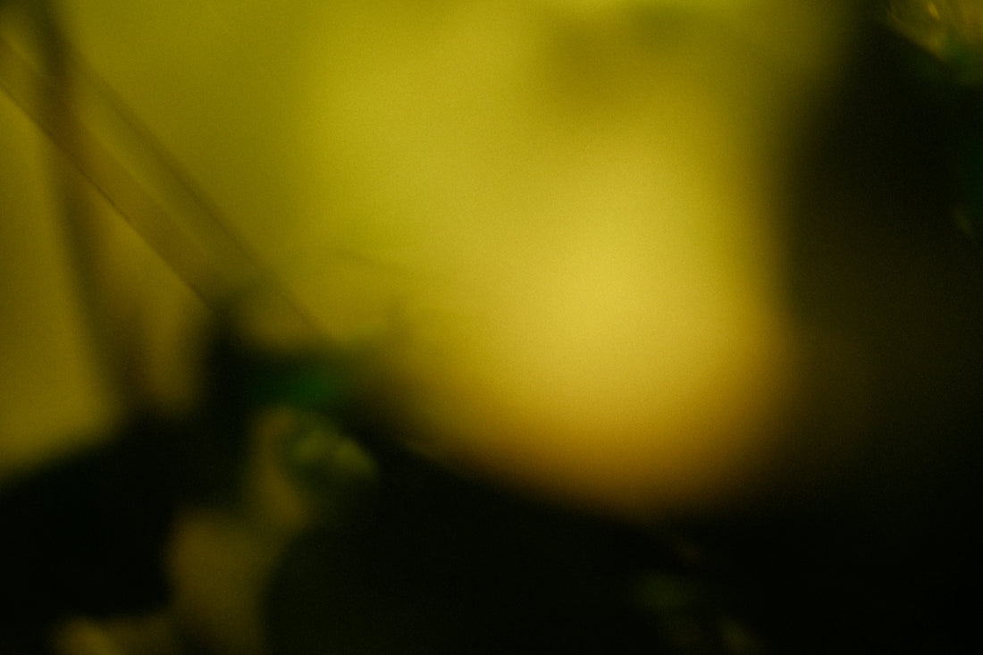 Abstract blur of green and yellow light.